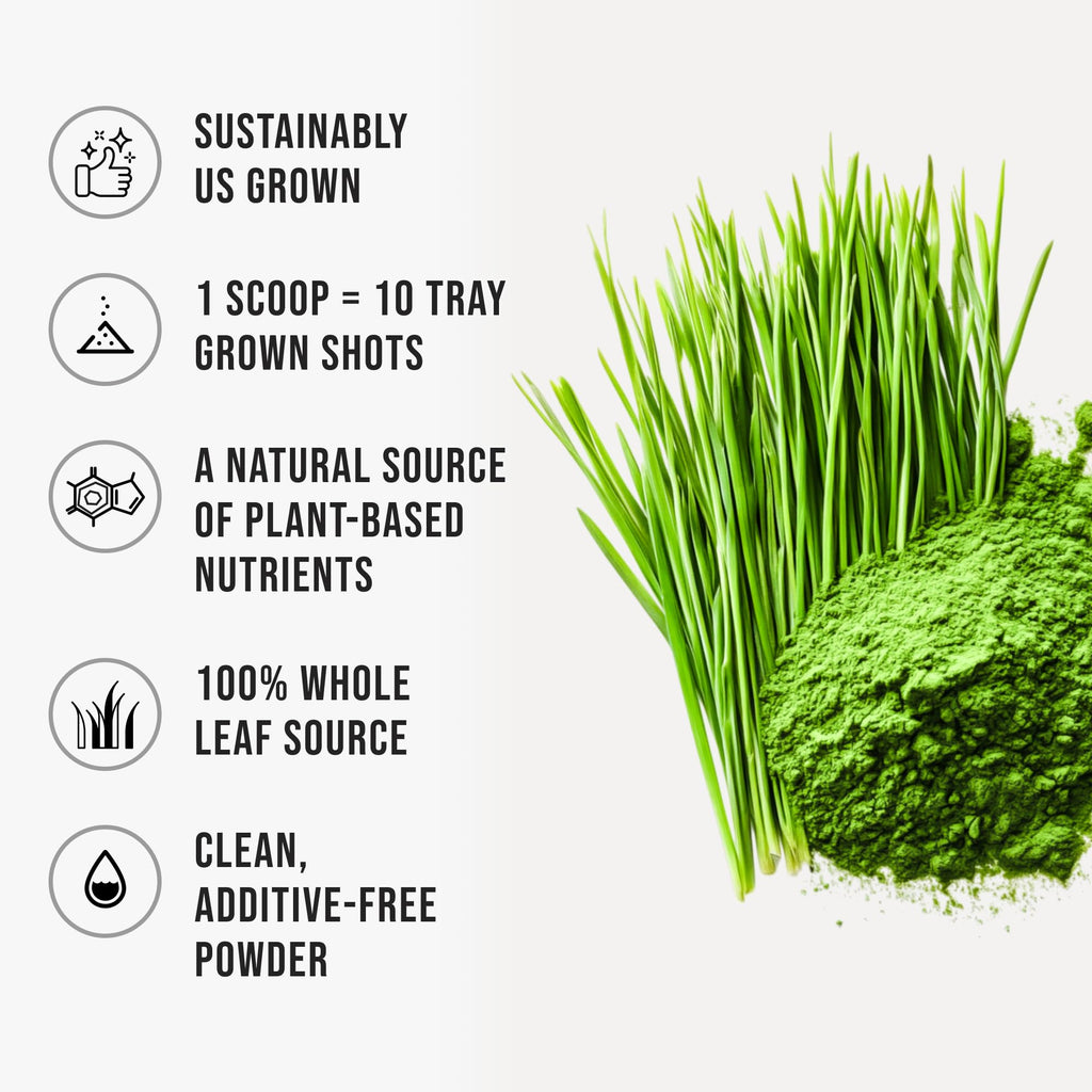 WHYZ Organic Wheat Grass Powder, 300g, Pure, Nutrient-Rich Organic Wheatgrass for Daily Detox, Wheat Grass Powder from Premium Wheatgrass Seeds for Smoothies & Wellness